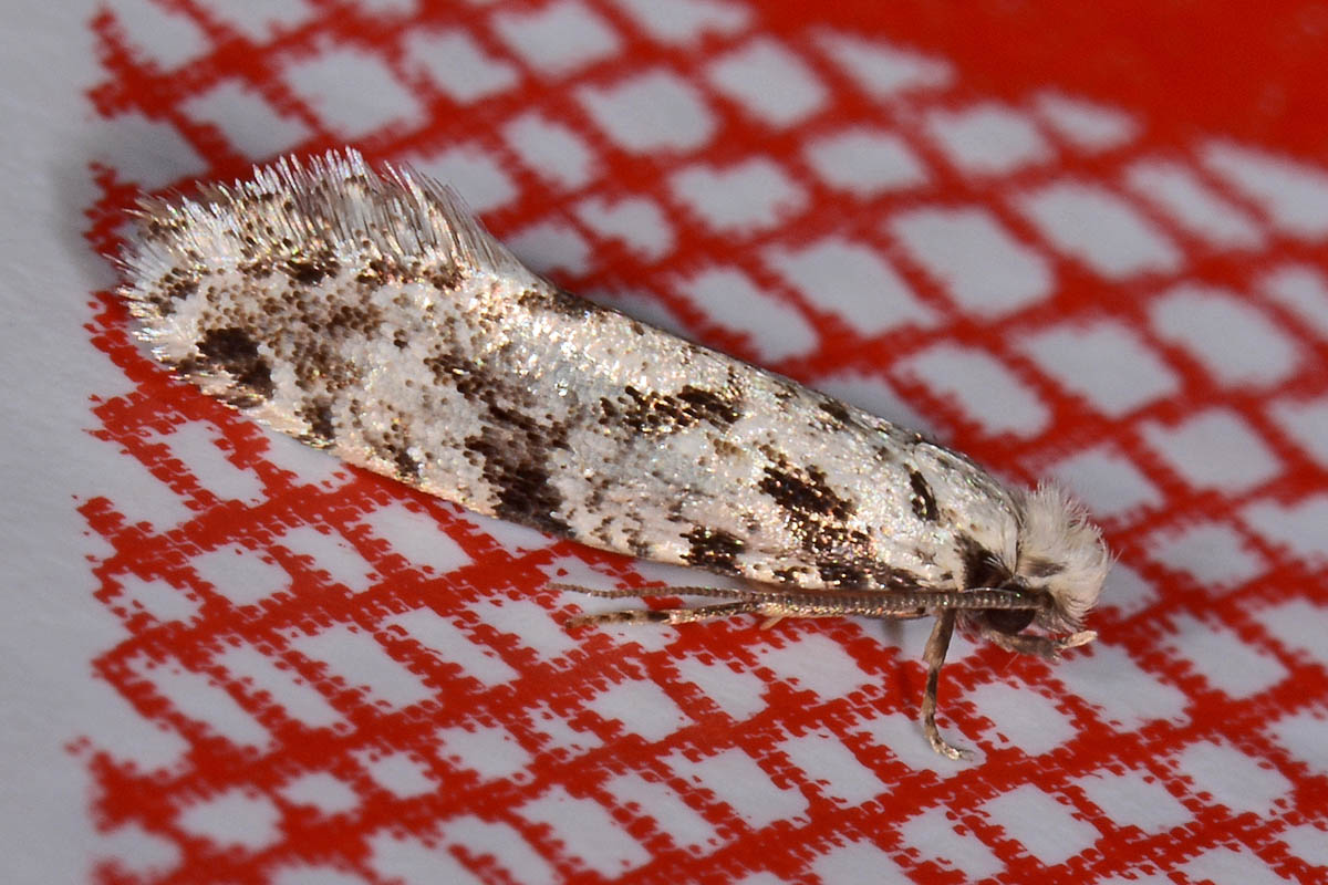 Tineidae? S, Nemapogon sp, cfr. inconditella